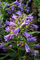 Viking Bellflower (Campanula 'Viking') at Lakeshore Garden Centres