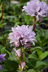 Emerald Clustered Bellflower (Campanula glomerata 'Emerald') at Lakeshore Garden Centres