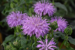 Blue Moon Beebalm (Monarda 'Blue Moon') at Peter Knippel Garden Centre