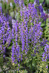 Blue By You Meadow Sage (Salvia nemorosa 'Balsalbyu') at Peter Knippel Garden Centre
