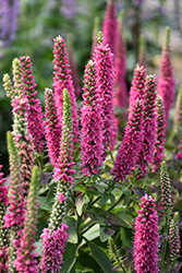 Vernique Rose Speedwell (Veronica longifolia 'Vernique Rose') at Lakeshore Garden Centres