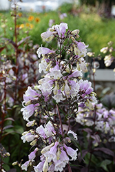 Pocahontas Beard Tongue (Penstemon digitalis 'Pocahontas') at Peter Knippel Garden Centre