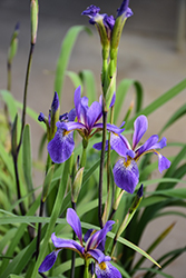 Purple Flame Blue Flag Iris (Iris versicolor 'Purple Flame') at Peter Knippel Garden Centre