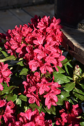 Nova Zembla Rhododendron (Rhododendron 'Nova Zembla') at Green Thumb Garden Centre