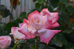 Gemini Rose (Rosa 'Gemini') at Lakeshore Garden Centres