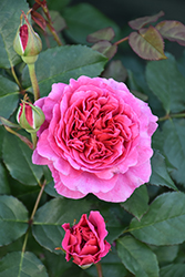 Gabriel Oak Rose (Rosa 'AUScrowd') at Lakeshore Garden Centres