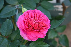 Gabriel Oak Rose (Rosa 'AUScrowd') at Lakeshore Garden Centres