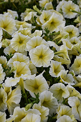 Madness Yellow Petunia (Petunia 'Madness Yellow') at Lakeshore Garden Centres