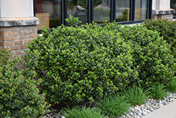 Blue Prince Meserve Holly (Ilex x meserveae 'Blue Prince') at Green Thumb Garden Centre