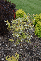 Sky Dew Gold Ornamental Blueberry (Vaccinium corymbosum 'ANDVAL1601') at Lakeshore Garden Centres