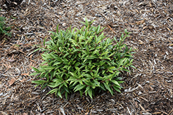 Sweet And Lo Sweet Box (Sarcococca hookeriana 'Purplerij1') at Lakeshore Garden Centres