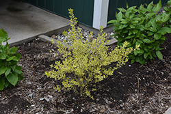 Good Vibrations Privet (Ligustrum ovalifolium 'NCLO1') at Lakeshore Garden Centres