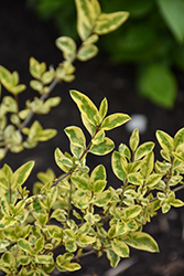 Good Vibrations Privet (Ligustrum ovalifolium 'NCLO1') at Lakeshore Garden Centres