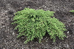 Tortuga Juniper (Juniperus communis 'SMNJCB') at Lakeshore Garden Centres