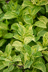 Illuminati Sparks Mockorange (Philadelphus coronarius 'SMNPVB') at Peter Knippel Garden Centre