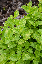 Illuminati Sparks Mockorange (Philadelphus coronarius 'SMNPVB') at Peter Knippel Garden Centre