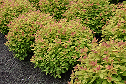 Double Play Big Bang Spirea (Spiraea 'Tracy') at Peter Knippel Garden Centre