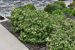 Steady Eddy Doublefile Viburnum (Viburnum plicatum 'NCVP1') at Peter Knippel Garden Centre