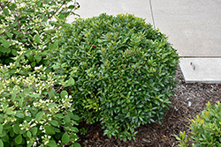Strongbox Inkberry Holly (Ilex glabra 'ILEXFARROWTRACEY') at Peter Knippel Garden Centre