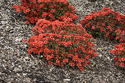 Perfecto Mundo Orange Azalea (Rhododendron 'NCRX6') at Lakeshore Garden Centres