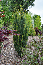 Stonehenge Skinny Yew (Taxus x media 'SMNTHDPF') at Peter Knippel Garden Centre