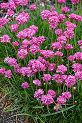 Bloodstone Sea Thrift (Armeria maritima 'Bloodstone') at Peter Knippel Garden Centre