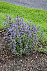 Purrsian Blue Catmint (Nepeta x faassenii 'Purrsian Blue') at Peter Knippel Garden Centre