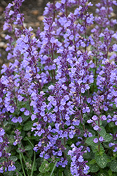 Cat's Pajamas Catmint (Nepeta 'Cat's Pajamas') at Peter Knippel Garden Centre
