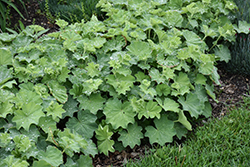 Lady's Mantle (Alchemilla mollis) at Peter Knippel Garden Centre