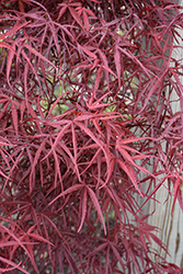 Hubb's Red Willow Japanese Maple (Acer palmatum 'Hubb's Red Willow') at Lakeshore Garden Centres