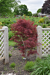 Hubb's Red Willow Japanese Maple (Acer palmatum 'Hubb's Red Willow') at Lakeshore Garden Centres