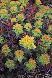 Bonfire Cushion Spurge (Euphorbia polychroma 'Bonfire') at Lakeshore Garden Centres