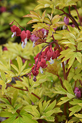 Ruby Gold Bleeding Heart (Dicentra spectabilis 'Ruby Gold') at Lakeshore Garden Centres