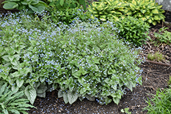Queen of Hearts Bugloss (Brunnera macrophylla 'Queen of Hearts') at Peter Knippel Garden Centre