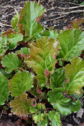 Ripple Effect Bergenia (Bergenia 'Ripple Effect') at Lakeshore Garden Centres