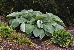 Shadowland Empress Wu Hosta (Hosta 'Empress Wu') at Peter Knippel Garden Centre