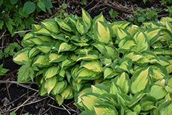 Island Breeze Hosta (Hosta 'Island Breeze') at Peter Knippel Garden Centre