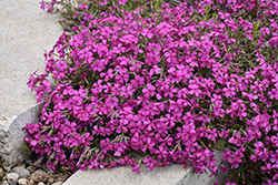 Mountainside Majestic Magenta Phlox (Phlox 'Majestic Magenta') at Peter Knippel Garden Centre