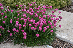 Bloodstone Sea Thrift (Armeria maritima 'Bloodstone') at Peter Knippel Garden Centre