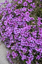 Eye Shadow Creeping Phlox (Phlox subulata 'Eye Shadow') at Peter Knippel Garden Centre