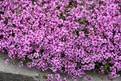 Eye Caramba Creeping Phlox (Phlox subulata 'Eye Caramba') at Peter Knippel Garden Centre