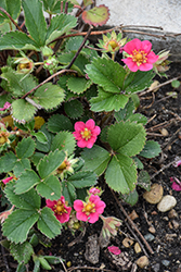 Tristan Strawberry (Fragaria 'Tristan') at Peter Knippel Garden Centre