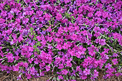 Rocky Road Magenta Phlox (Phlox 'Rocky Road Magenta') at Peter Knippel Garden Centre