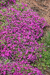 Rocky Road Magenta Phlox (Phlox 'Rocky Road Magenta') at Peter Knippel Garden Centre