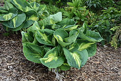 Shadowland Hudson Bay Hosta (Hosta 'Hudson Bay') at Lakeshore Garden Centres
