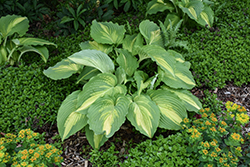 Shadowland Love Story Hosta (Hosta 'Love Story') at Peter Knippel Garden Centre