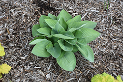 Shadowland Above The Clouds Hosta (Hosta 'Above The Clouds') at Peter Knippel Garden Centre