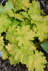 Dressed Up Ball Gown Coral Bells (Heuchera 'Ball Gown') at Peter Knippel Garden Centre