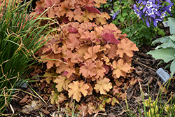 Dolce Toffee Tart Coral Bells (Heuchera 'Toffee Tart') at Peter Knippel Garden Centre