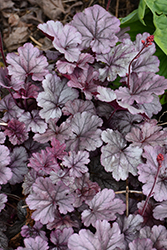 Smoke and Mirrors Coral Bells (Heuchera 'Smoke And Mirrors') at Peter Knippel Garden Centre